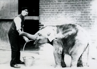 Gardien Charles Eyles nourrissant un bébé éléphant asiatique avec un tube, au zoo de Londres en 1913 - Frederick William Bond